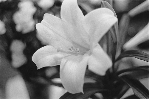 bw easter lily resized 600