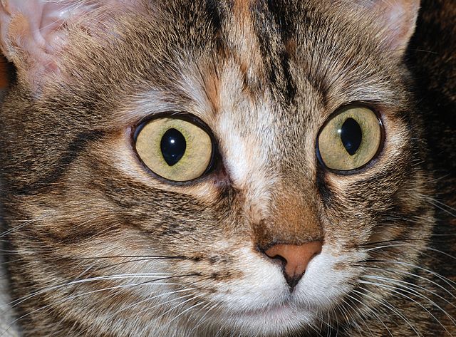 A frightened cat who doesn't want his guts turned into violin strings.